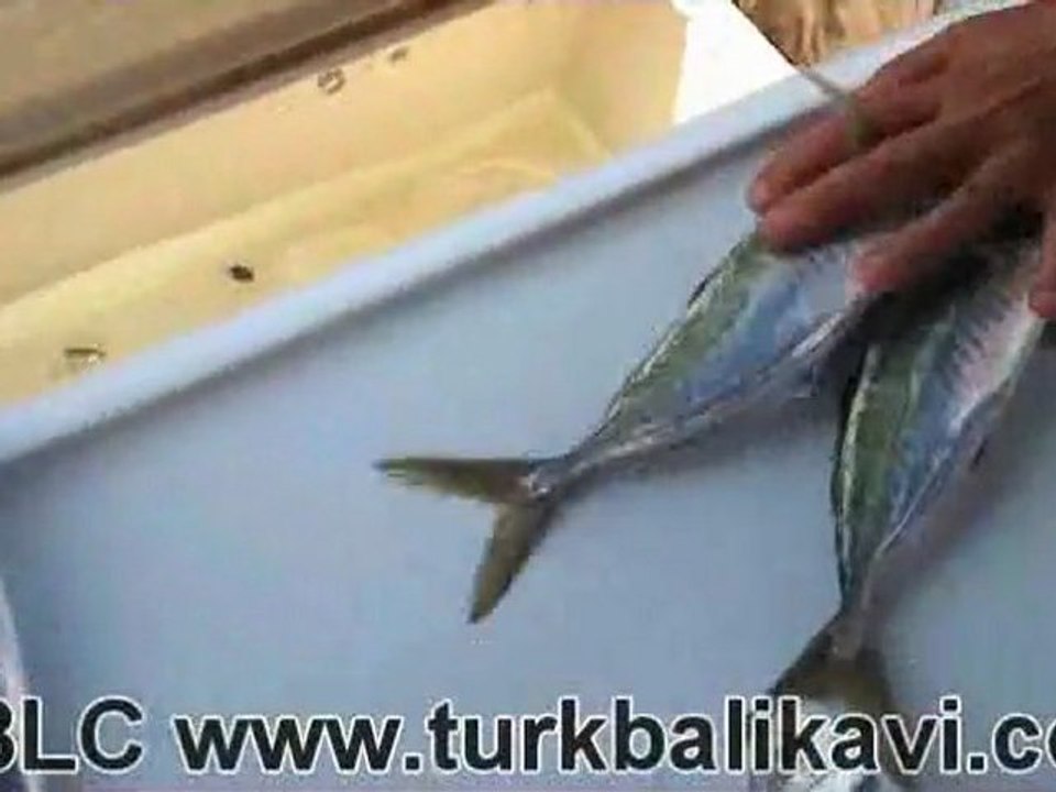 BLC 20.09.2011 Tekne Avı