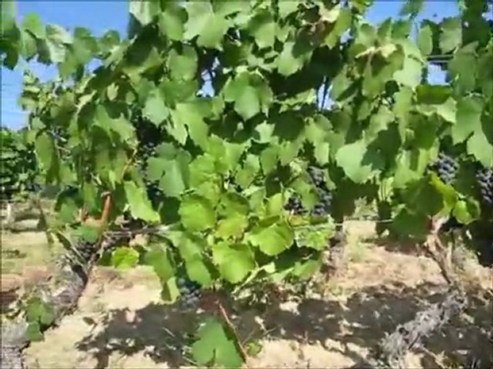 Dailymotion - Domaine du Vissoux Septembre 2011 - Les Vendanges