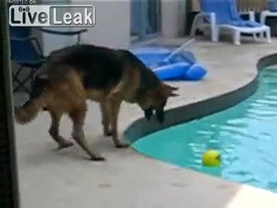 Hilarious Video des Hundes fallen in den Pool Fail