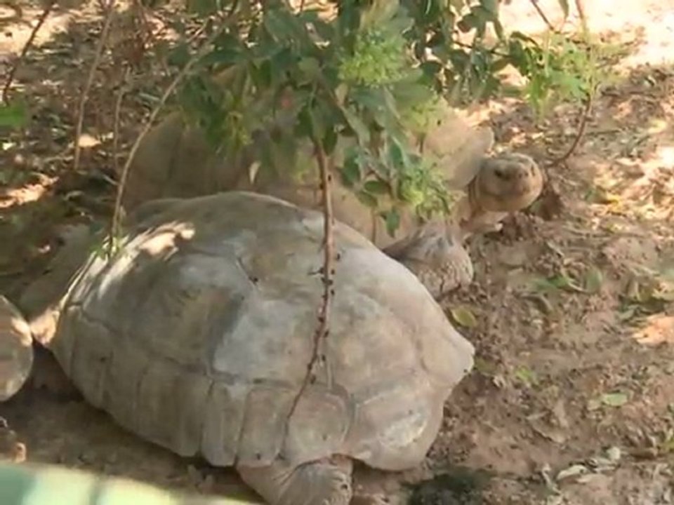 Zootiere in Tripolis nach Kämpfen traumatisiert