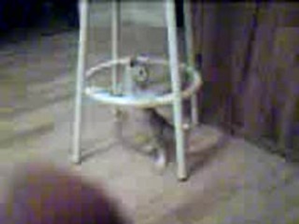 Cailloux le chat