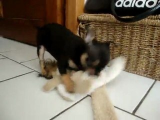 femelle noir et feu 7 semaines