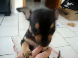 femelle disponible noir et feu