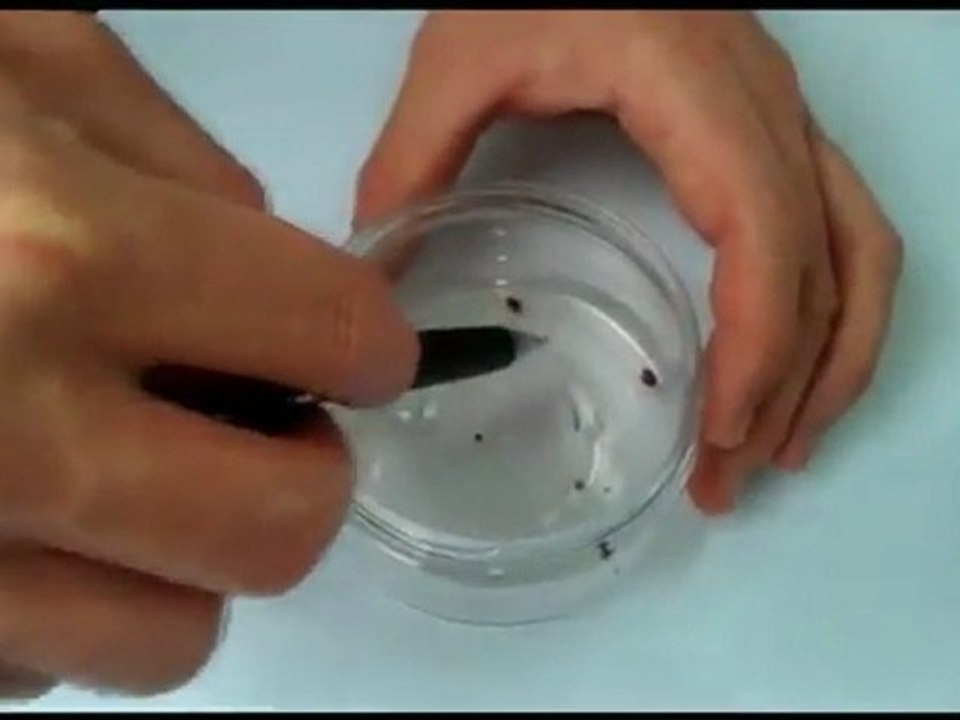 Bed Bug 911 100% Green Exterminator That Kills Bed Bugs On Contact