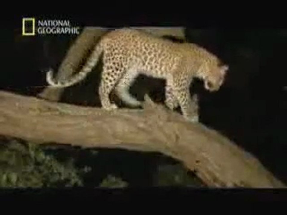 Minilogue - The Leopard (extrawelt remix)