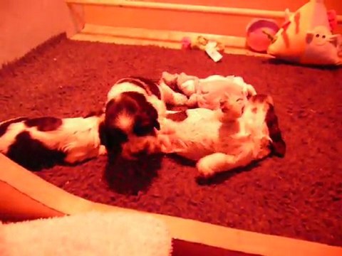 Chiots Douggy ET Chupa 2 semaines et demi