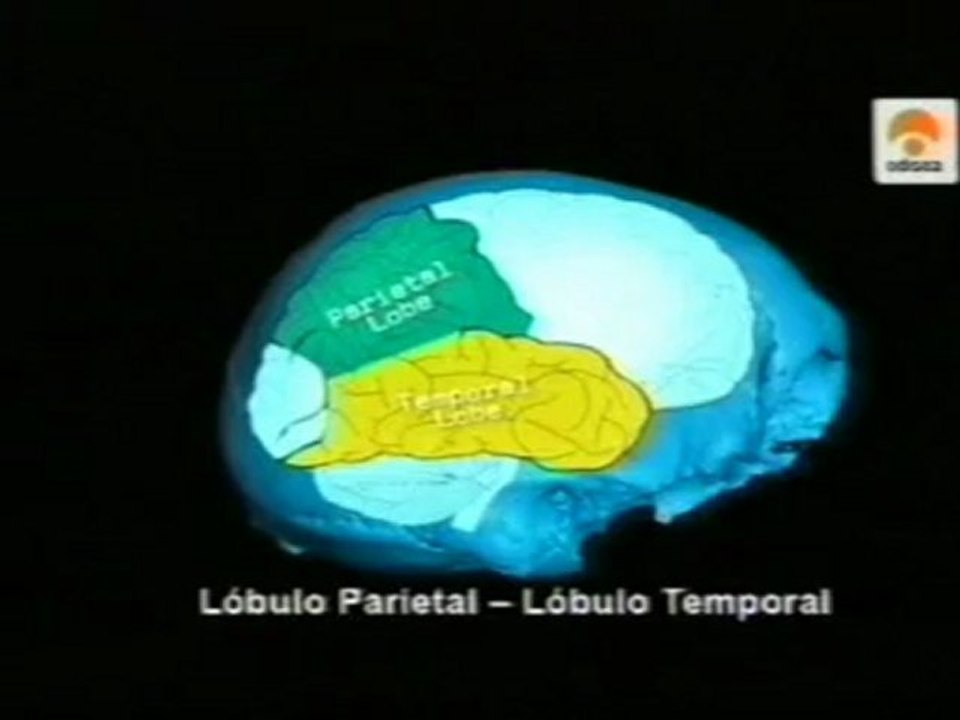 El cerebro Neandertal
