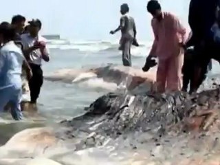 Massive whale washes up in Karachi