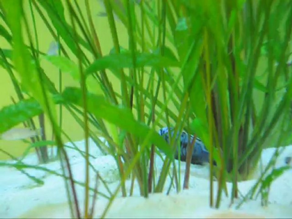 Onur Yıldız , Msobo Magunga , Lion's Cove