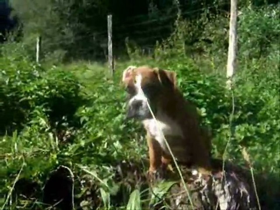 Geisha des Steppes Perdues à 54 jours, 2011-09-21 (CHEYENNE de SAINT QUINIS X UCELLO du DOLON / Portée des "G" 2011)