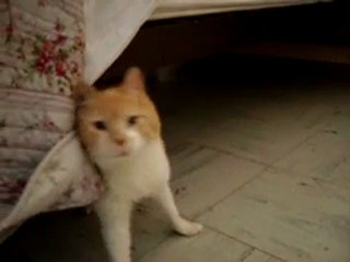 BIBOUNE [ClicAnimaux.com] Clic Animaux