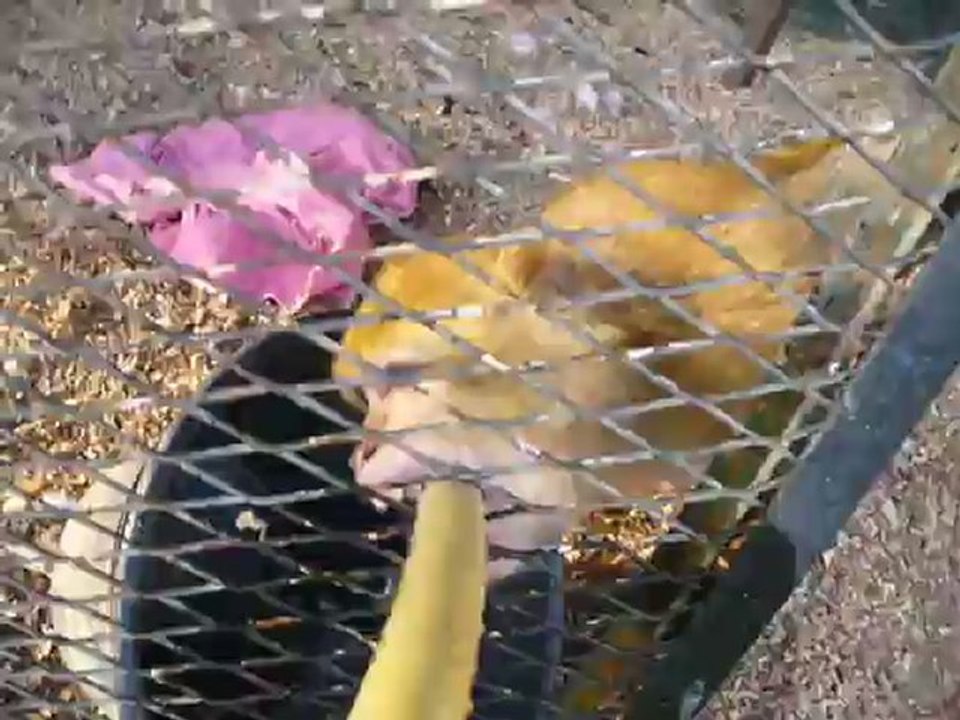 Sinti et le tuyau d'arrosage