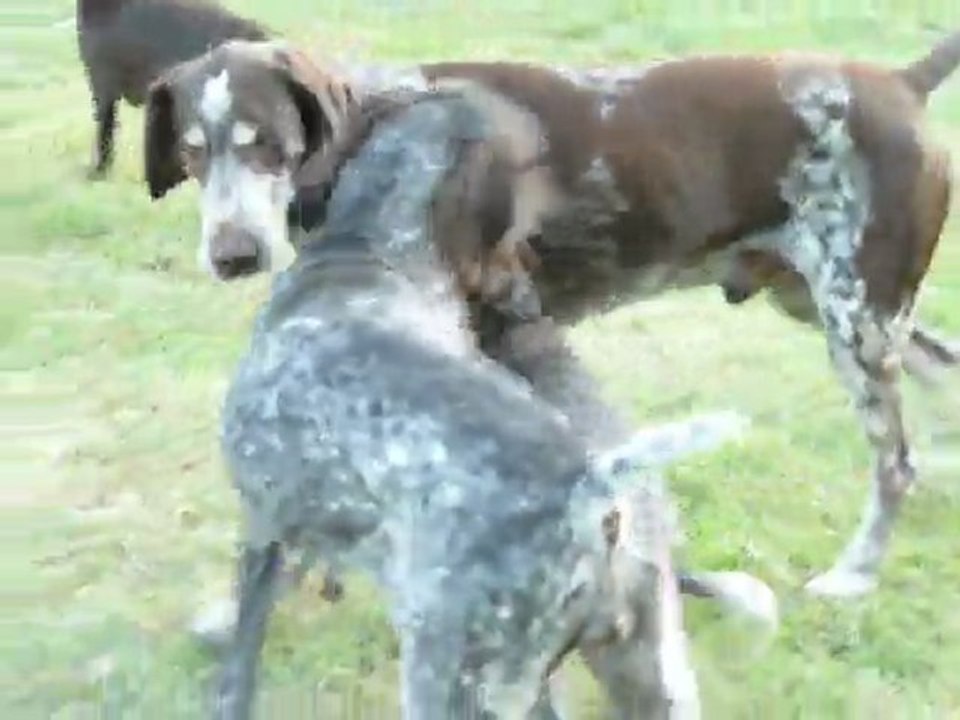 BRAQUE ALLEMAND  DEUTSCH KURZHAAR Jeux bb et parents