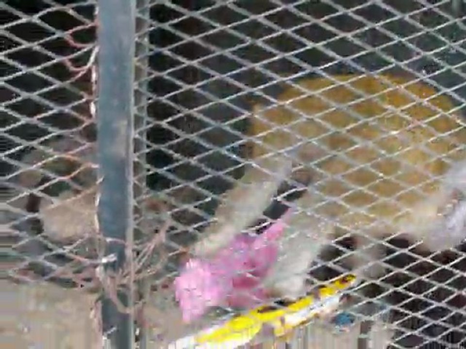 Sinti et le polo rose