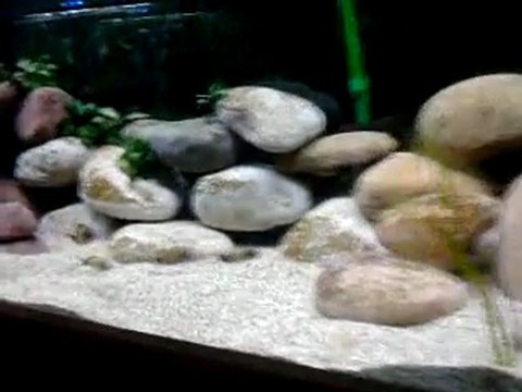 Tropheus kaiser ikola pondraised f1