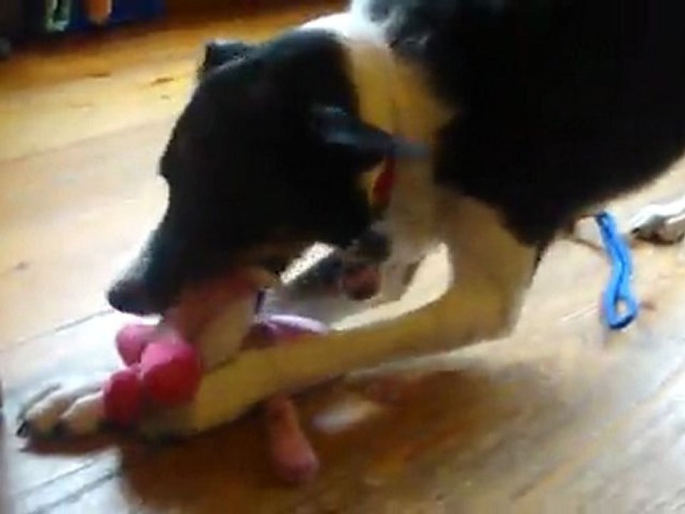 Mes loulou et leur peluche