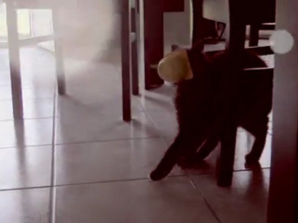 Fashion Kitteh