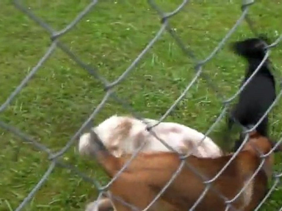 Récré à l'école du chiot