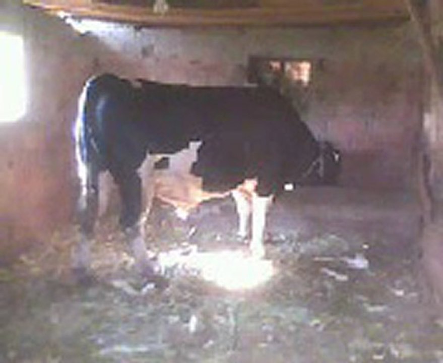 1100 kg kurbanlik hostayn kabak yakisikli dana 5000 05342316766 sakarya dailymotion video 1100 kg kurbanlik hostayn kabak yakisikli dana 5000 05342316766 sakarya dailymotion video