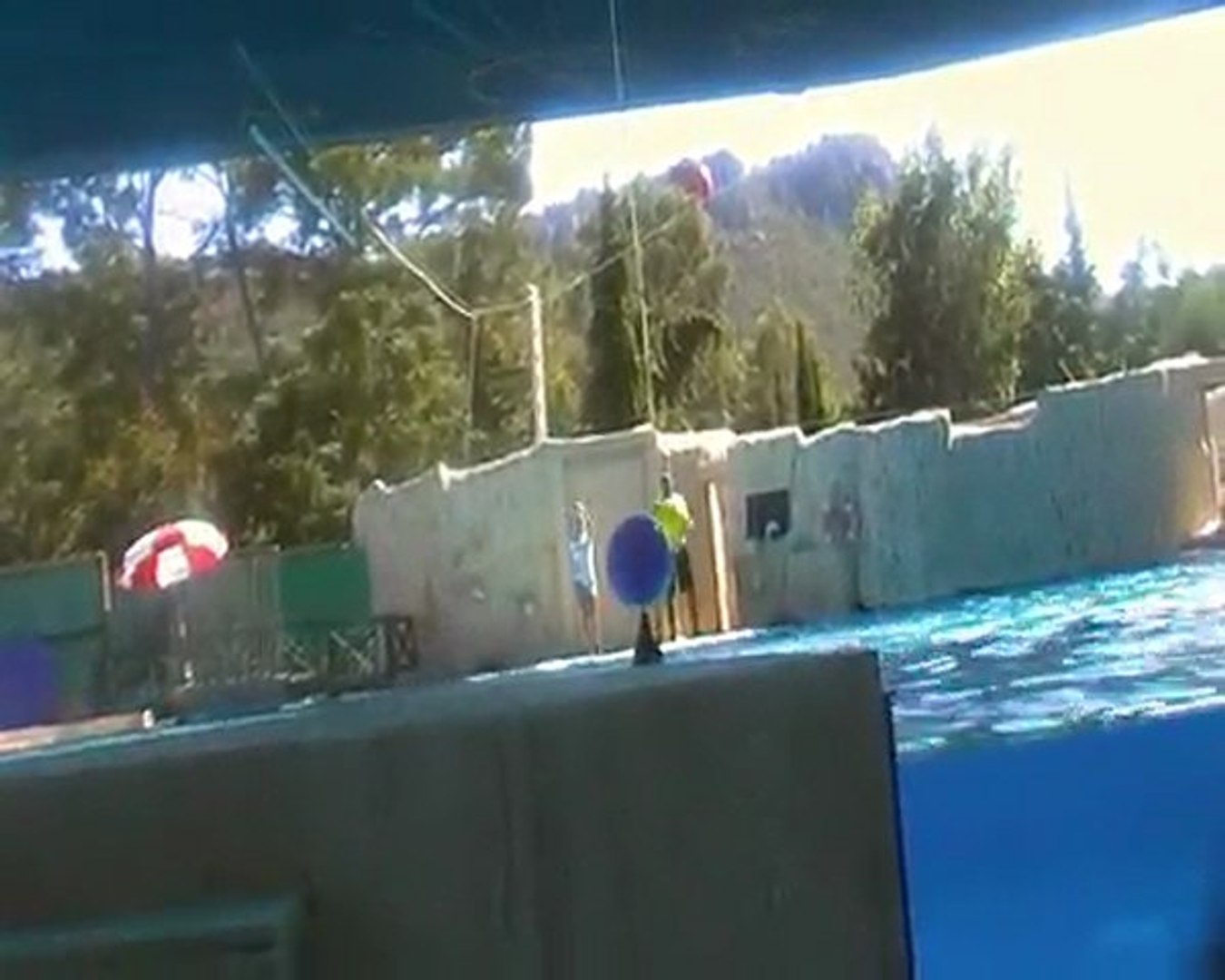 Dolphins show 1.