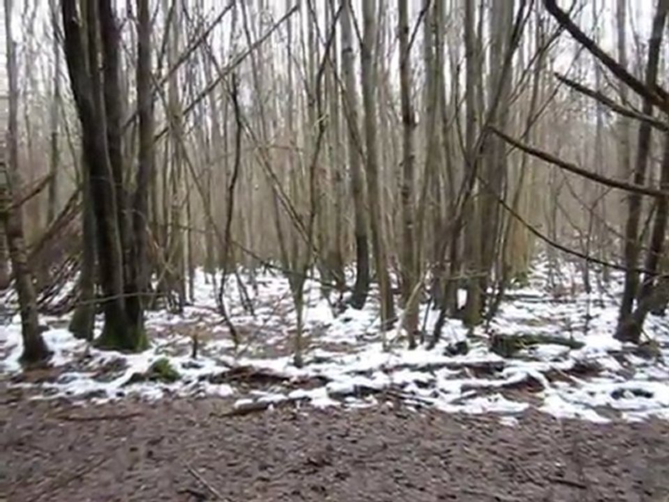 a la chasse avec mes teckels