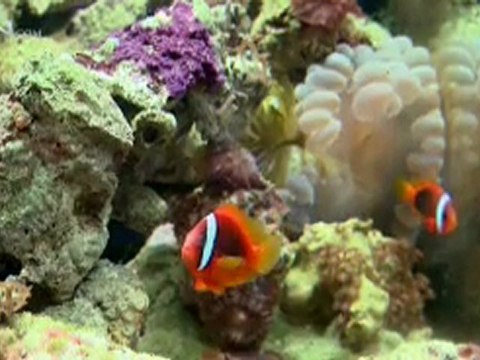 From Minimum Wage to Business Owner - CBN.com