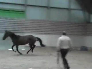 saut en liberté 2ans 2011