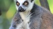 5 Unusual Facts About Ring Tailed Lemurs