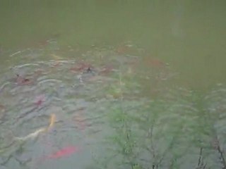 Huge Koi Fish For Sale Stream Feed Pond