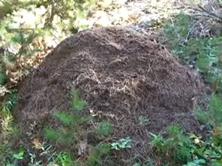 Ağaçlara  zarar  veren böceklere karşı yayam karınca