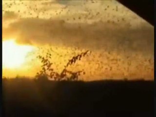 Planet in Peril-End Times Prophecy