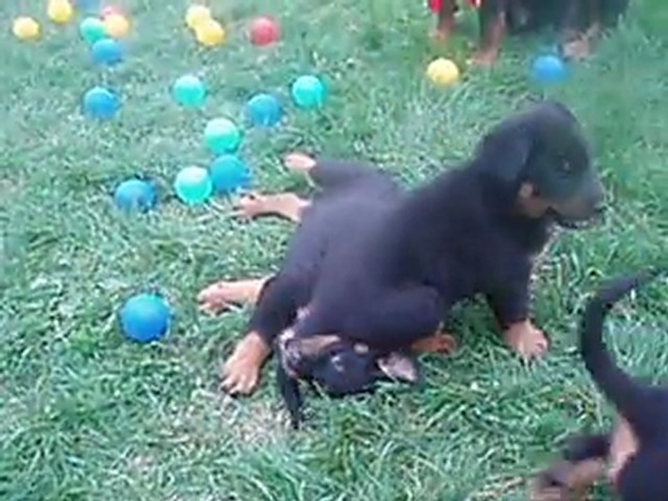 21 septembre, chiots divine