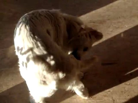 tournis-cotis tournis cotons