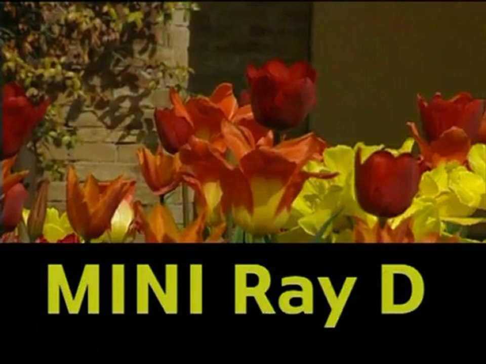 MINI Ray D