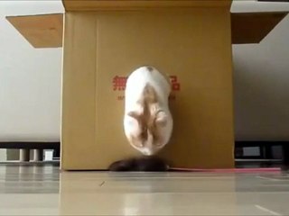 Γάτα παίζει μέσα από το κουτί