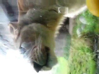 TROKTIKO2 - Λιοντάρι προσπαθεί να φάει πλαστικό παπάκι