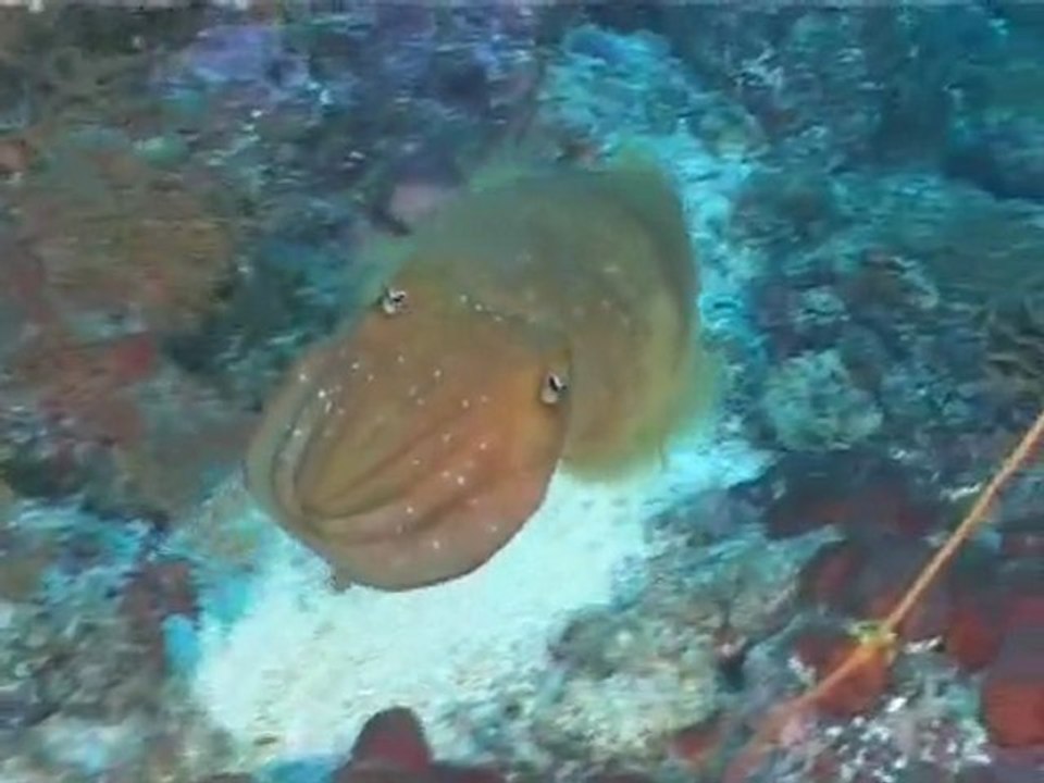 Papoua Barat (Papouasie Occidentaleà avec Abyss - V5.0