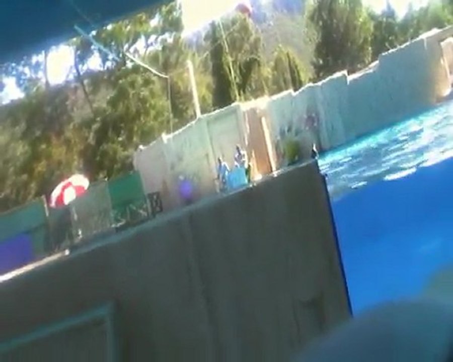 dolphins show 3.