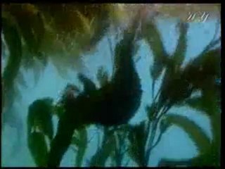 Evrim aldatmacasına karşı en etkili çözüm iman hakikatleridir