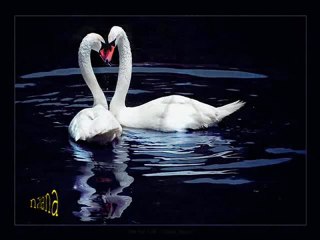 حلو حبك هيثم يوسف