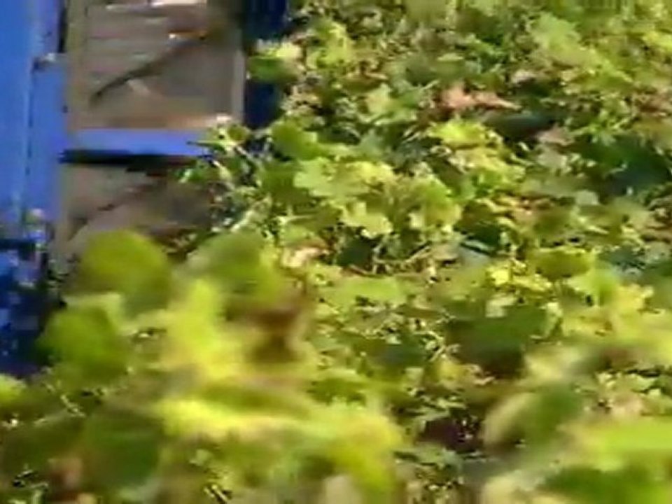VENDANGES