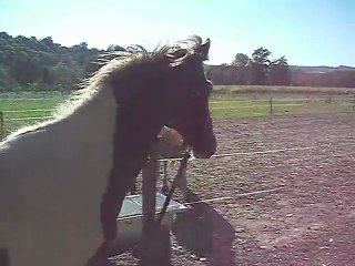 Retrouvailles Avalone, Framboise et Devious