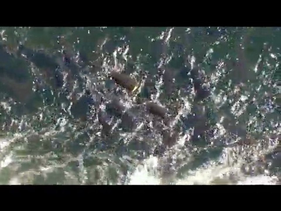 regroupement silures