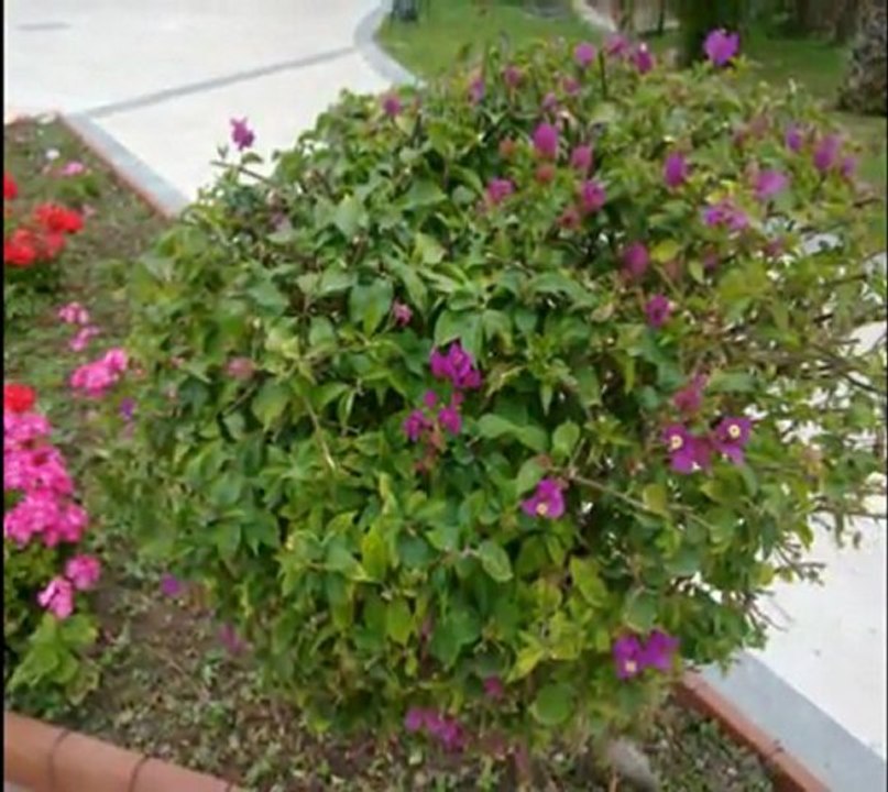 şevval sam   benim dünyam