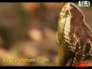 Austin Stevens Snake Adventures - 22nd September 2011 pt4
