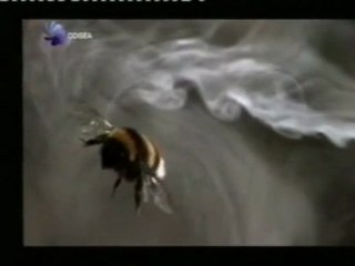 Download Video: Los secretos del vuelo: Insectos y murcielagos