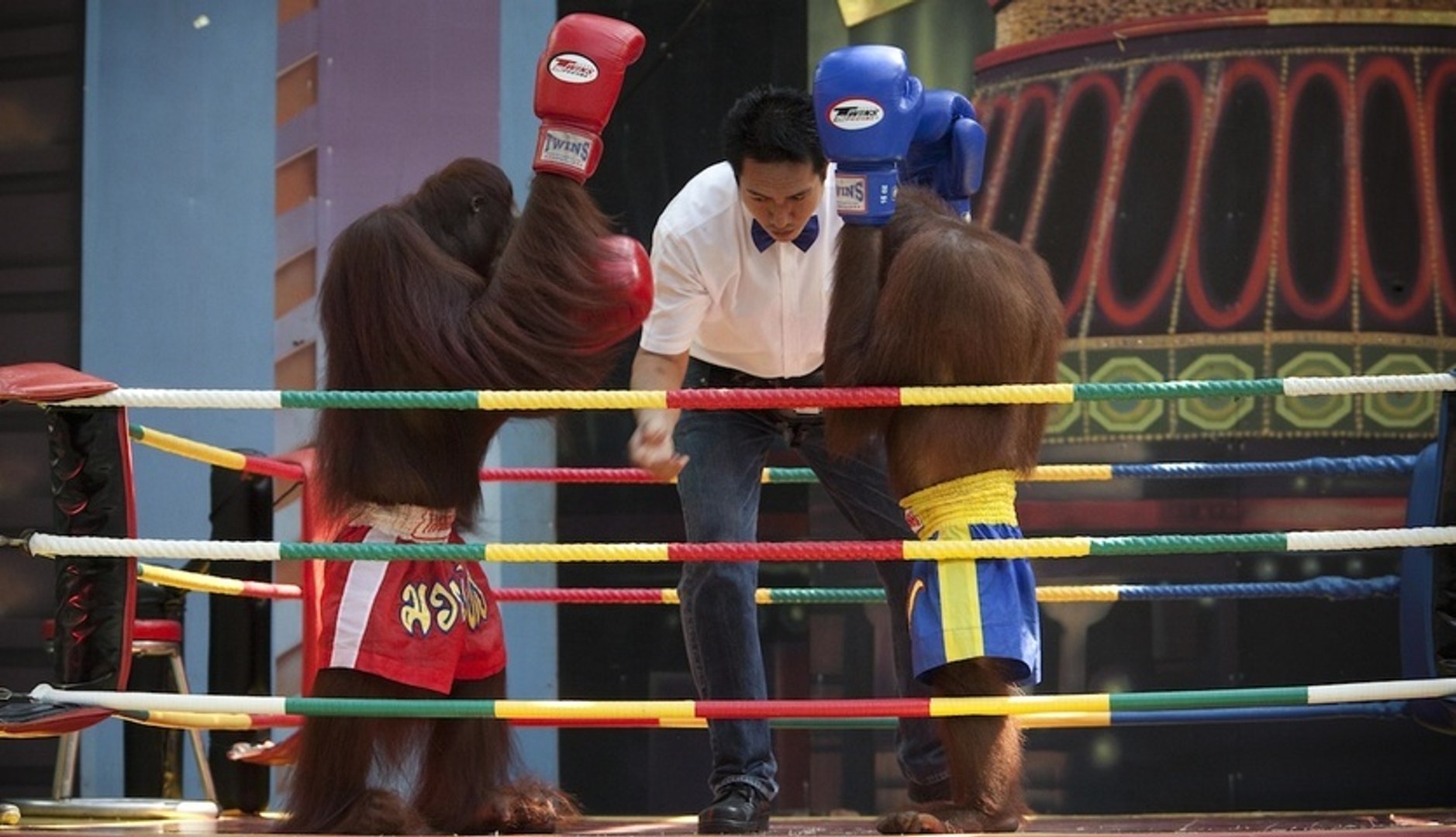 Kick-Boxing Orangutans