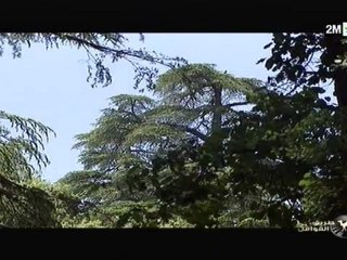 Les forêts du Moyen Atlas