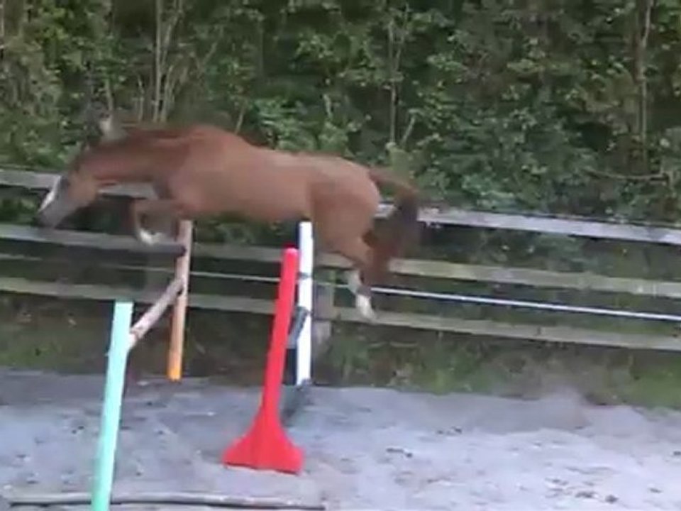 Flipper 5