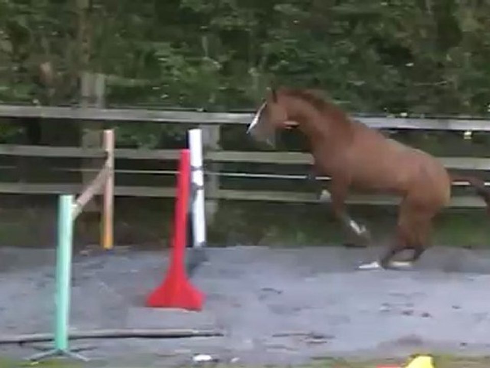 Flipper 6